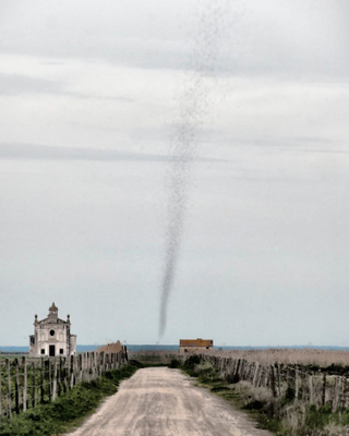 Illustration for article titled Real Life Mosquito Tornado Is Far More Terrifying Than Sharknado
